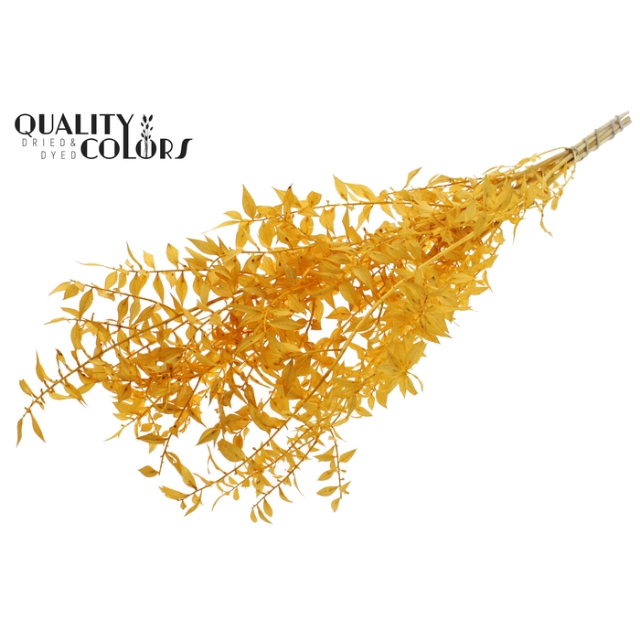 <h4>Ruscus 70cm 5 pc/bunch Bleached Apricot (2x5 bunch/poly)</h4>