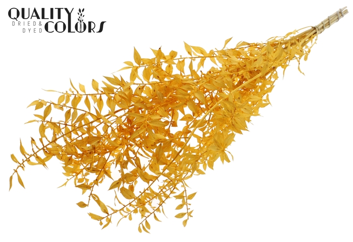 Ruscus 70cm 5 pc/bunch Bleached Apricot (2x5 bunch/poly)