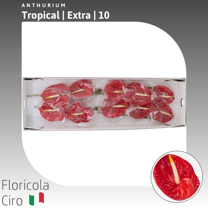 <h4>Anthurium Tropical | Extra</h4>