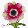 ANEMONE COR. 'MISTRAL PLUS TIGRE'