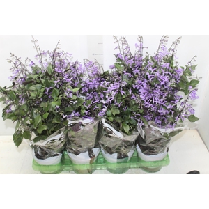 PLECTRANTHUS P14