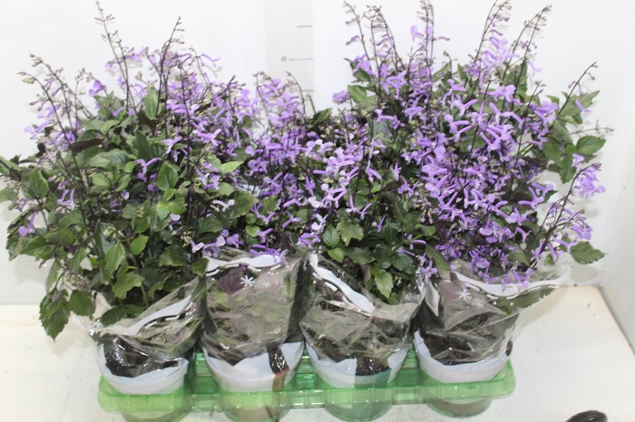PLECTRANTHUS P14