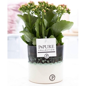 Kalanchoe pink in P&PURE Illusion cer. (perfectly imperfectable)