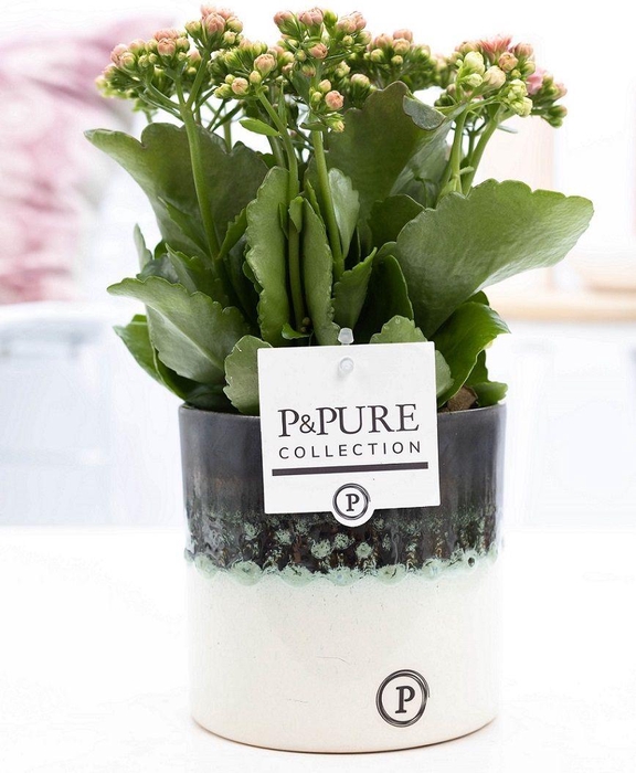 <h4>Kalanchoe pink in P&PURE Illusion cer. (perfectly imperfectable)</h4>