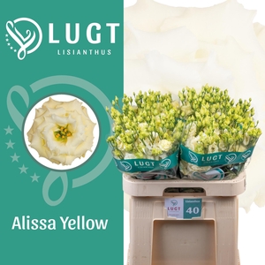 EUS G ALISSA YELLOW