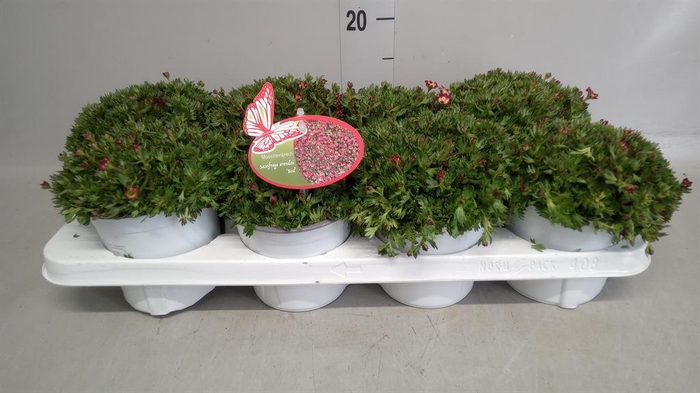 <h4>Saxifraga arend.</h4>