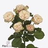 Rosa spray gentle trendsetter