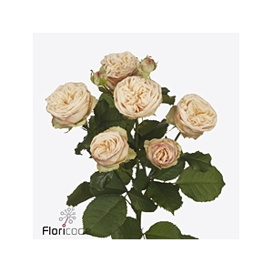 Rosa spray gentle trendsetter