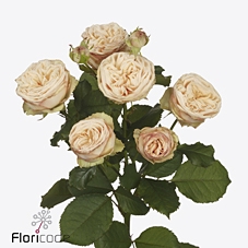 <h4>Rosa spray gentle trendsetter</h4>