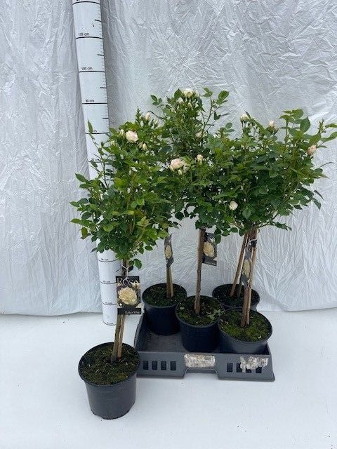 <h4>ROSA ST OV</h4>