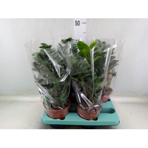 Zamioculcas zamiifolia 'Zenzi'