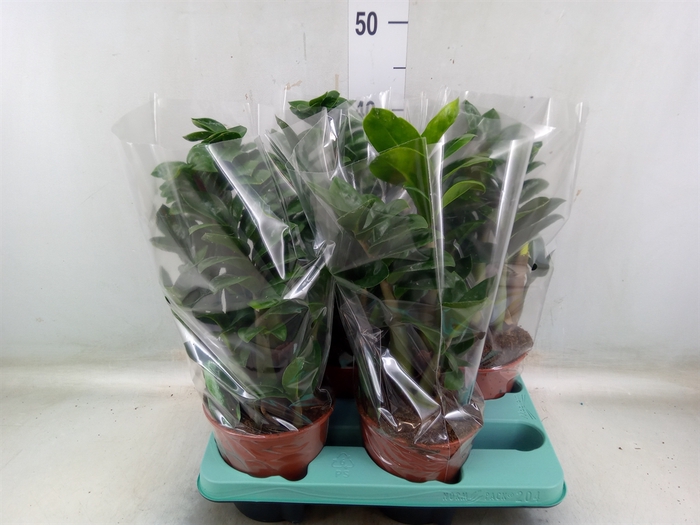 <h4>Zamioculcas zamiifolia 'Zenzi'</h4>