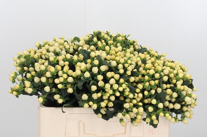 <h4>Hyp Mag Snowprince</h4>