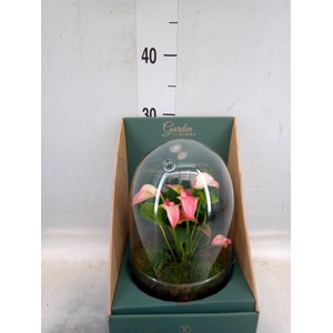 Arr.  Anthurium H%