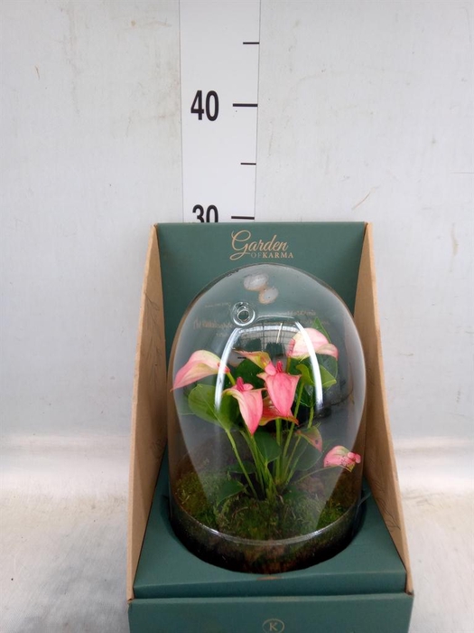 <h4>Arr.  Anthurium H%</h4>