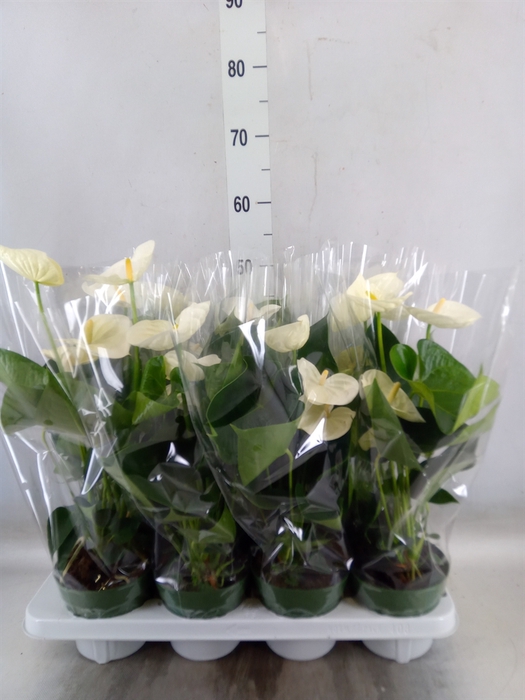 <h4>Anthurium andr. 'Alpine'</h4>