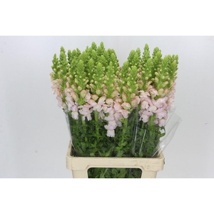 Antirrhinum Potomac Early Pink