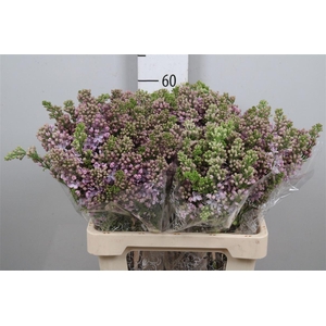 Syr V Lavaliensis 4+