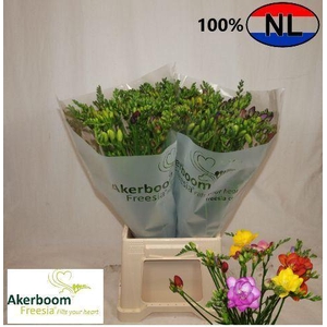 Freesia enk Mix