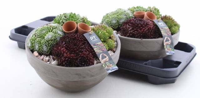 <h4>ARR SEMPERVIVUM</h4>