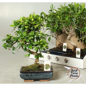 BONSAI GEM