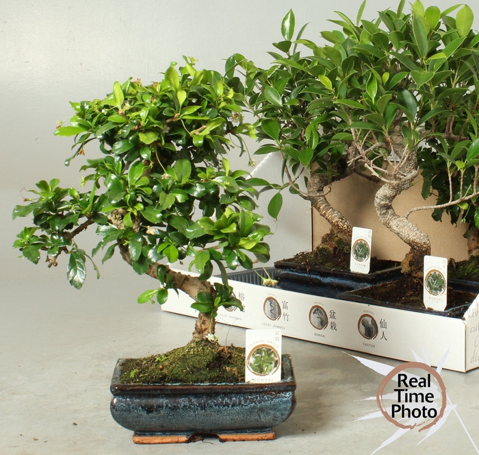 <h4>BONSAI GEM</h4>
