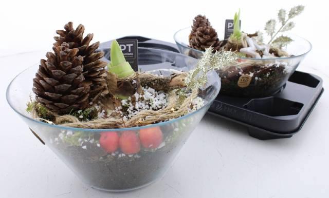 <h4>ARR BOL KNOLGEWAS</h4>