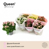 Kalanchoe Queen Gemengd