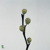 Datura Mini Green Per Bunch