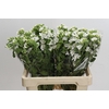 Oxypetalum coeruleum 'Perfect White Harmony'