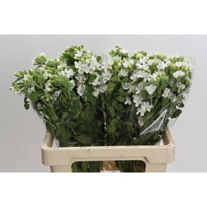 Oxypetalum coeruleum 'Perfect White Harmony'