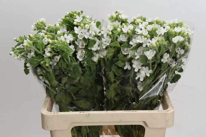 <h4>Oxypetalum coeruleum 'Perfect White Harmony'</h4>