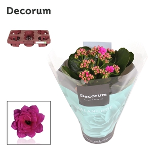 Kalanchoe Decorum - Purple