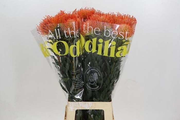 <h4>LEUCO AYOBA SUN</h4>