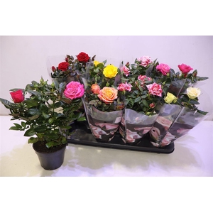 arr8 Ro Pathit Gem 6 Srt