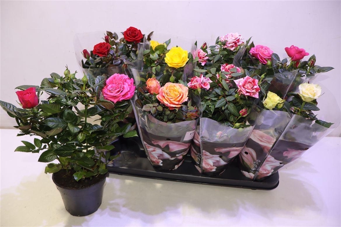 <h4>arr8 Ro Pathit Gem 6 Srt</h4>