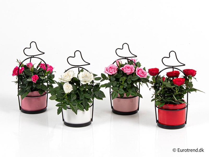 <h4>ROSA-HYBRID KUVERT</h4>