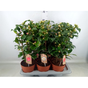 Camellia   ...mix 3