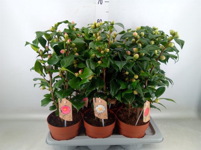 <h4>Camellia   ...mix 3</h4>