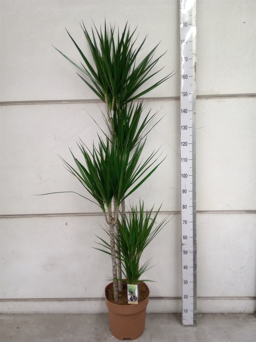 <h4>Dracaena marg.</h4>