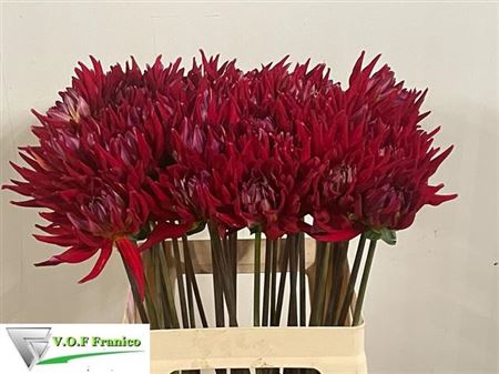 <h4>Dahlia Karma Red Corona</h4>