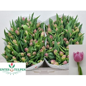 TU DU DOUBLE PRINCES