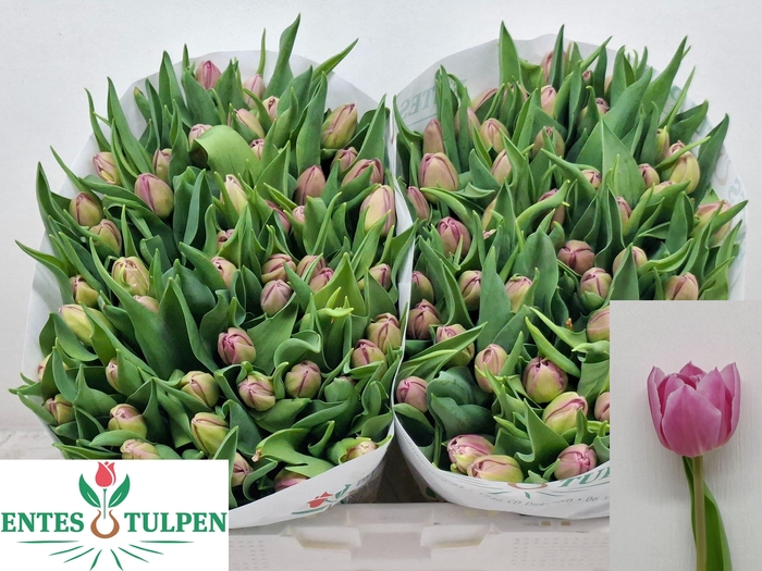 <h4>TU DU DOUBLE PRINCES</h4>