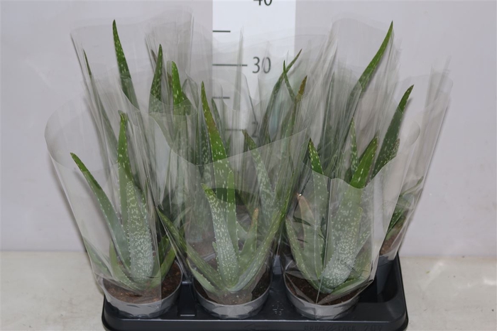 <h4>Aloe Vera</h4>