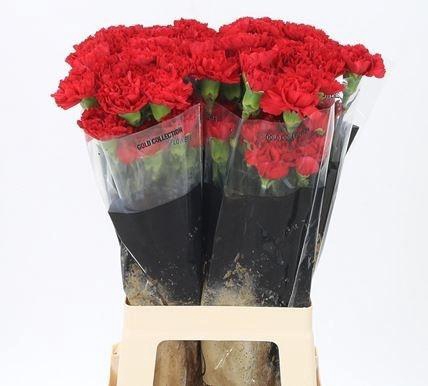 <h4>DI ST DON PEDRO</h4>