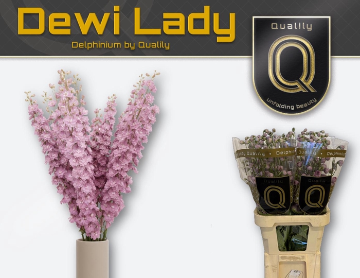 <h4>DELPH DU DEWI LADY 90CM X30</h4>