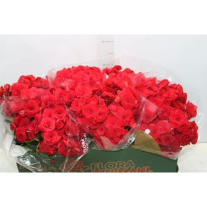 BEGONIA BALADIN P15