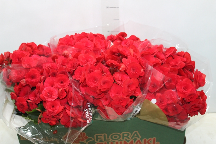 <h4>BEGONIA BALADIN P15</h4>