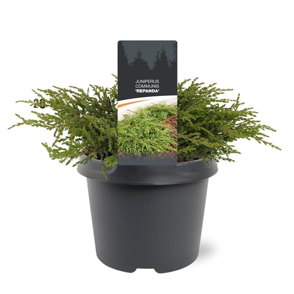 <h4>Juniperus communis 'Repanda' 25-30 C3</h4>