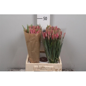 Fritillaria Ov Tulipa